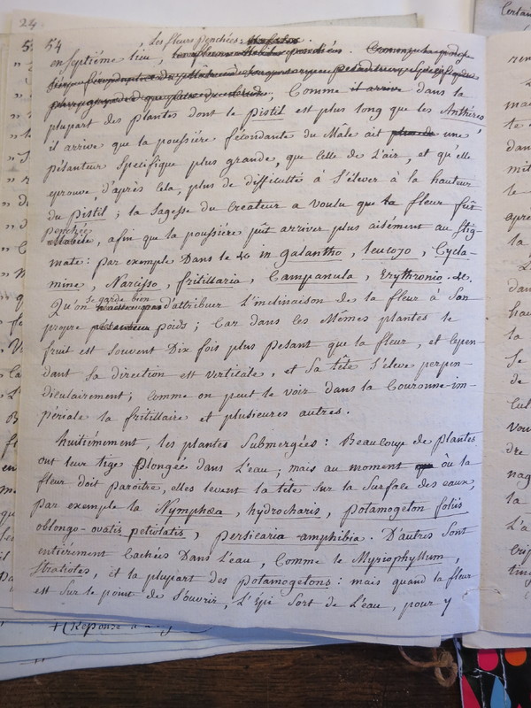 Traduction botanique; anon.; n.d. Traduction botanique; anon.; n.d.