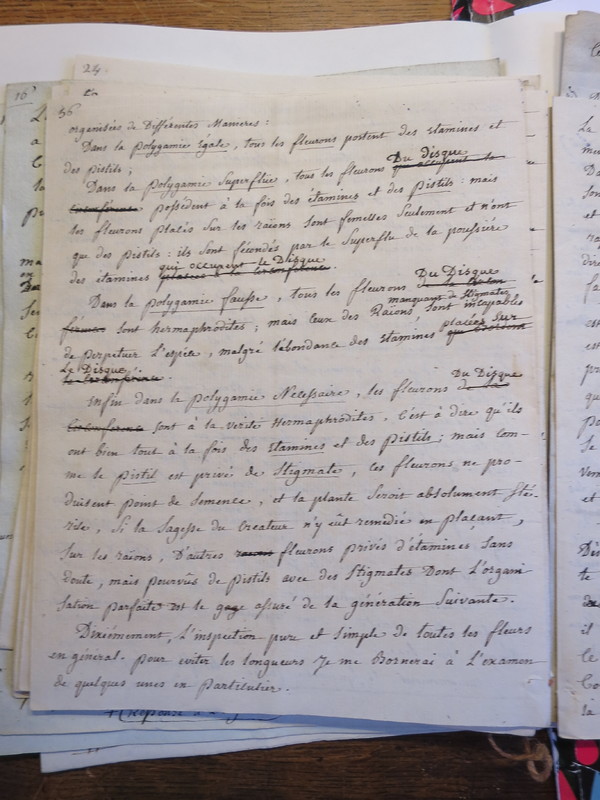 Traduction botanique; anon.; n.d. Traduction botanique; anon.; n.d.