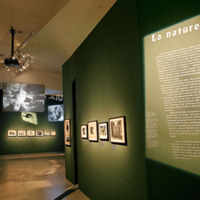 [Introduction à la partie "Nature" de l'exposition Le cinéma expressioniste allemand (Paris) - Photographie Stéphane Dabrowski]