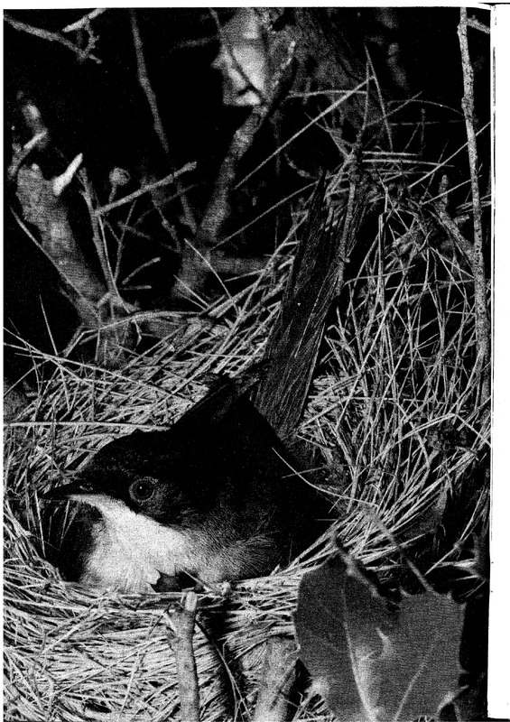 courrier cnrs 45_Page_16.jpg courrier cnrs 45_Page_16.jpg