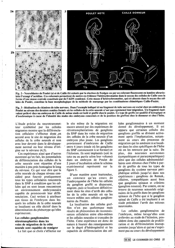 courrier cnrs 55-56_Page_27.jpg courrier cnrs 55-56_Page_27.jpg