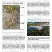 A3Magazine76Plantes_Page_28.jpg