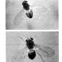 courrier cnrs 41_Page_24.jpg