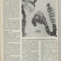 Le courrier du CNRS 29