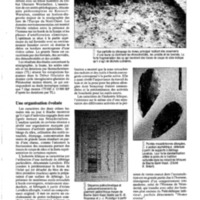 courrier cnrs 73_Page_11.jpg