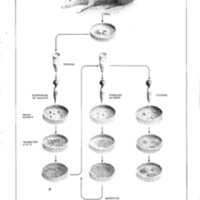 courrier cnrs 41_Page_28.jpg