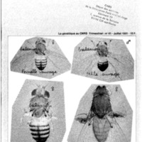 courrier cnrs 41_Page_01.jpg