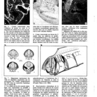 courrier cnrs 55-56_Page_30.jpg