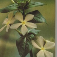 Le courrier du CNRS 14