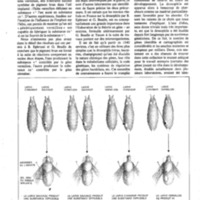courrier cnrs 41_Page_22.jpg