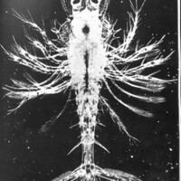 rapport 1970_280.jpg