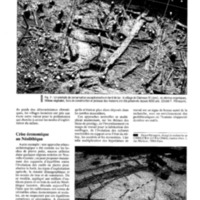 courrier cnrs 73_Page_25.jpg