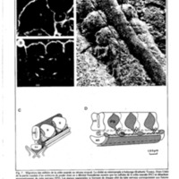 courrier cnrs 49_Page_29.jpg