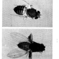 courrier cnrs 41_Page_25.jpg