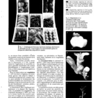 courrier cnrs 74_Page_35.jpg