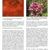 A3Magazine76Plantes_Page_17.jpg