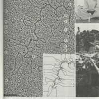 Rapport CNRS 1977-1978