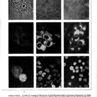courrier cnrs 41_Page_38.jpg