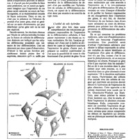 courrier cnrs 41_Page_39.jpg