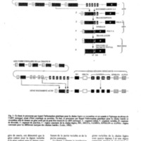 courrier cnrs 58_Page_12.jpg