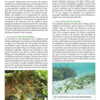 A3Magazine76Plantes_Page_29.jpg