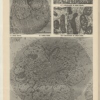 Le courrier du CNRS 32