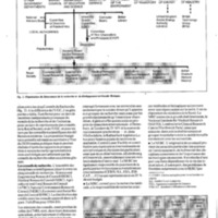 courrier cnrs 64_Page_64.jpg