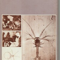 Le courrier du CNRS 36