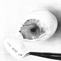 rapport 1970_196.jpg