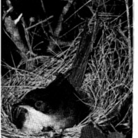 courrier cnrs 45_Page_16.jpg