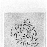 courrier cnrs 41_Page_50.jpg