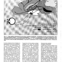 courrier cnrs 57_Page_28.jpg