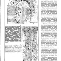 courrier cnrs 55-56_Page_07.jpg
