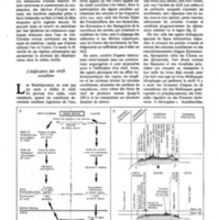 courrier cnrs 46_Page_42.jpg