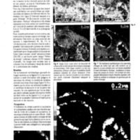 courrier cnrs 66-67-68_Page_078.jpg