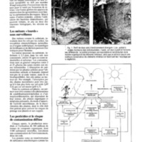 courrier cnrs 72_Page_051.jpg