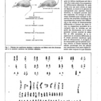 courrier cnrs 41_Page_33.jpg
