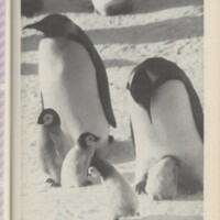 Le courrier du CNRS 11