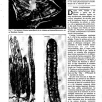 courrier cnrs 50_Page_21.jpg