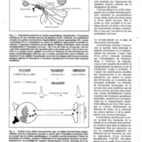 courrier cnrs 55-56_Page_56.jpg