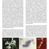 A3Magazine76Plantes_Page_35.jpg