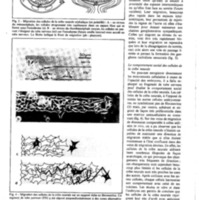 courrier cnrs 49_Page_30.jpg