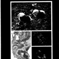 courrier cnrs 55-56_Page_84.jpg