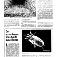 courrier cnrs 72_Page_092.jpg