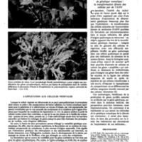 courrier cnrs 41_Page_31.jpg