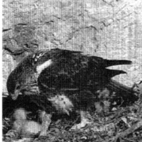 courrier cnrs 45_Page_23.jpg