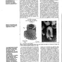 courrier cnrs 69-70_Page_76.jpg