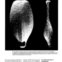 courrier cnrs 76_Page_067.jpg