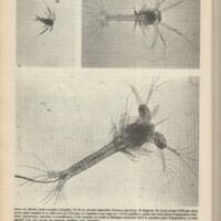 Le courrier du CNRS 36