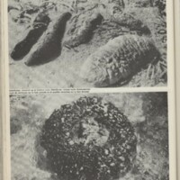 Le courrier du CNRS 29